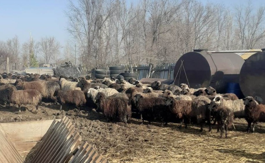 Считают по головам: власти ведут борьбу с бродячим по полям и улицам скотом